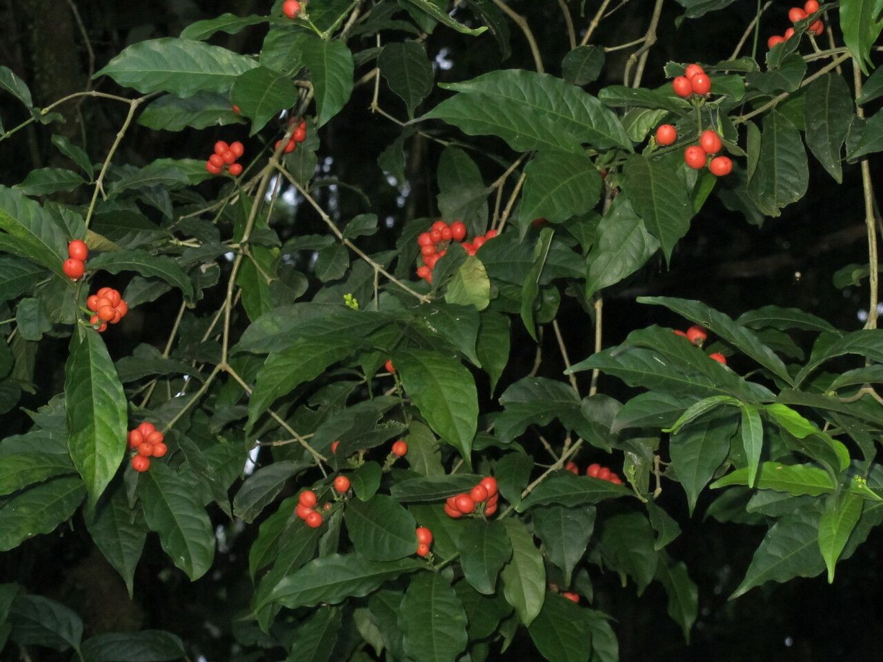 Bunchosia polystachia leaf