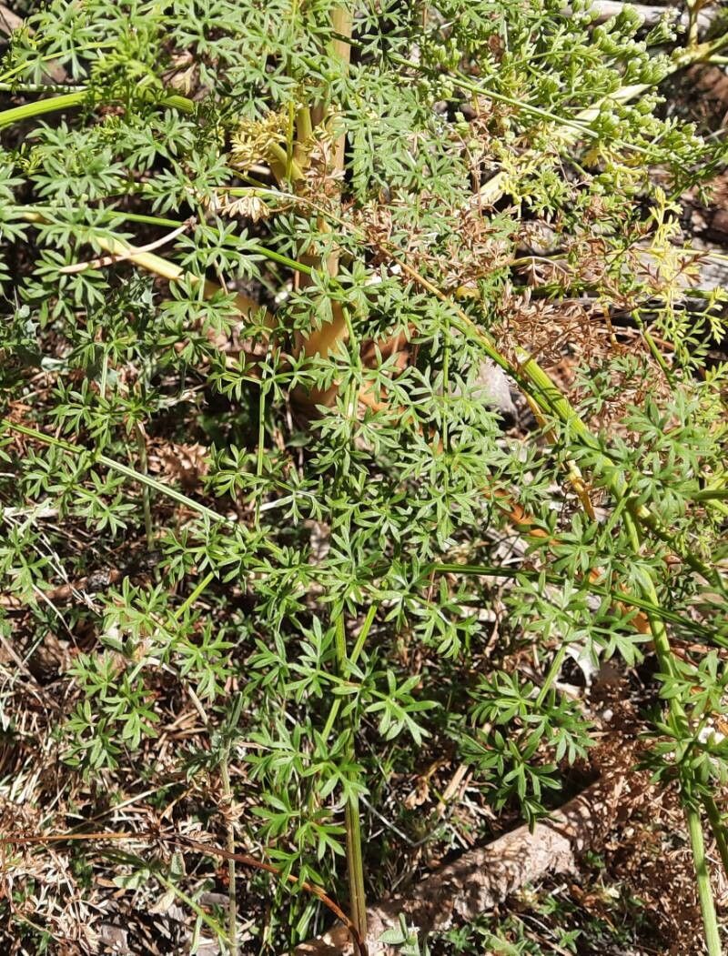 Ligusticum lucidum — related species from the same genus