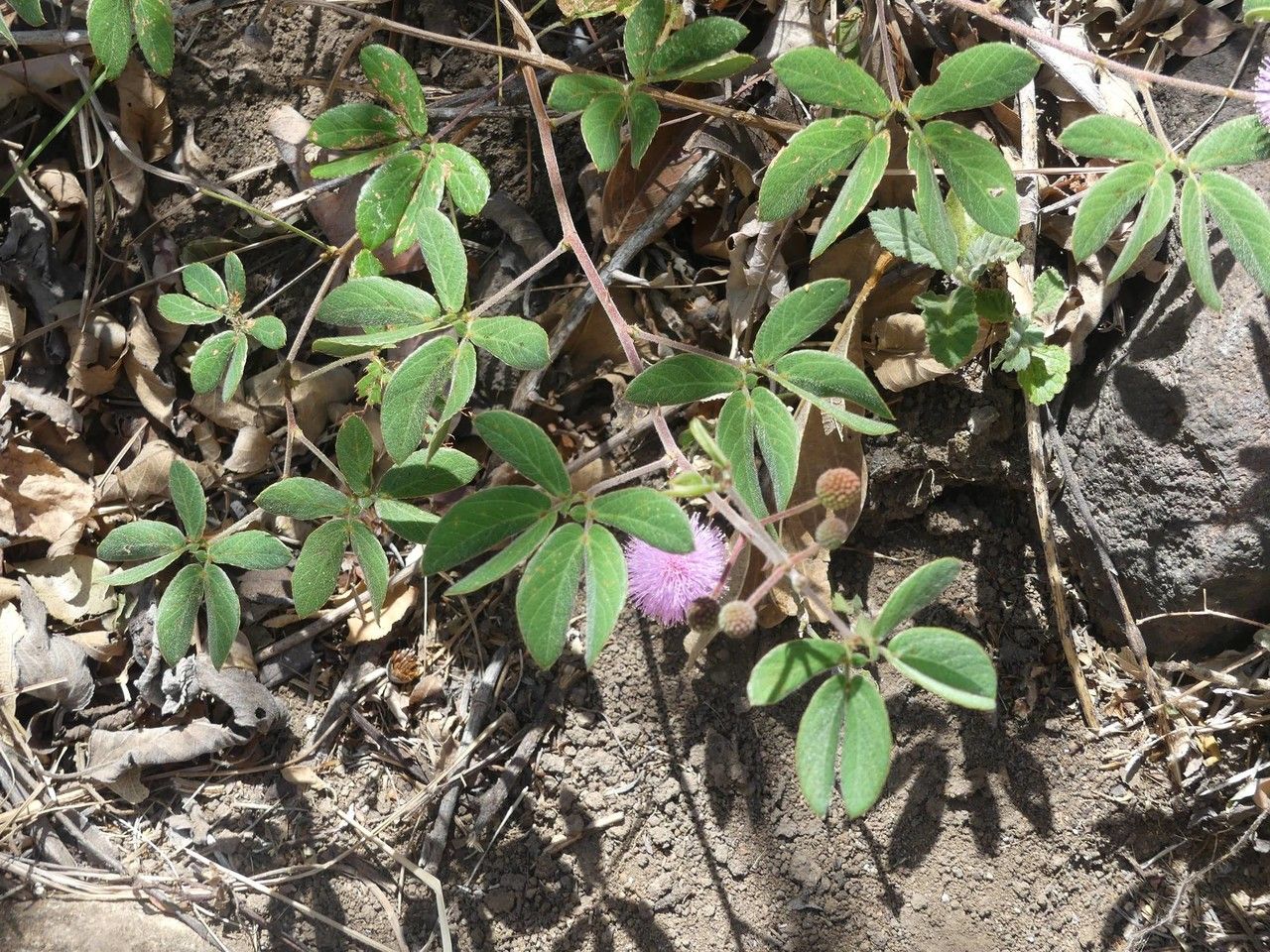 Mimosa debilis habit