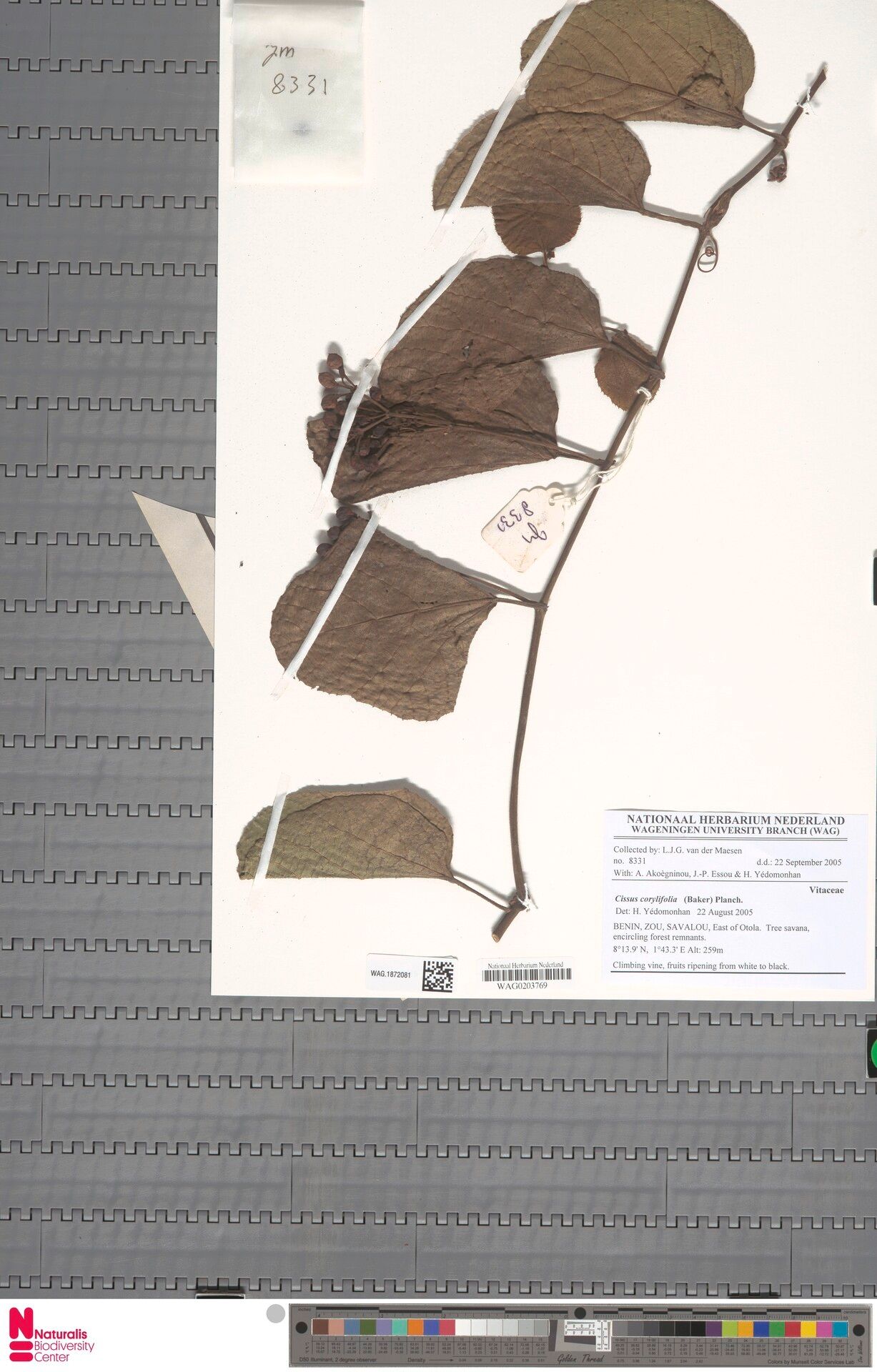 Cissus corylifolia — houseplant care guide