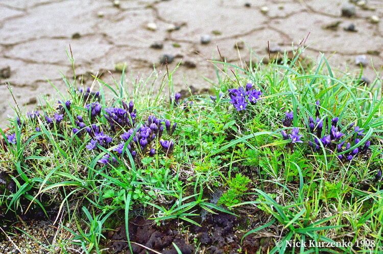 Gentiana nipponica habit
