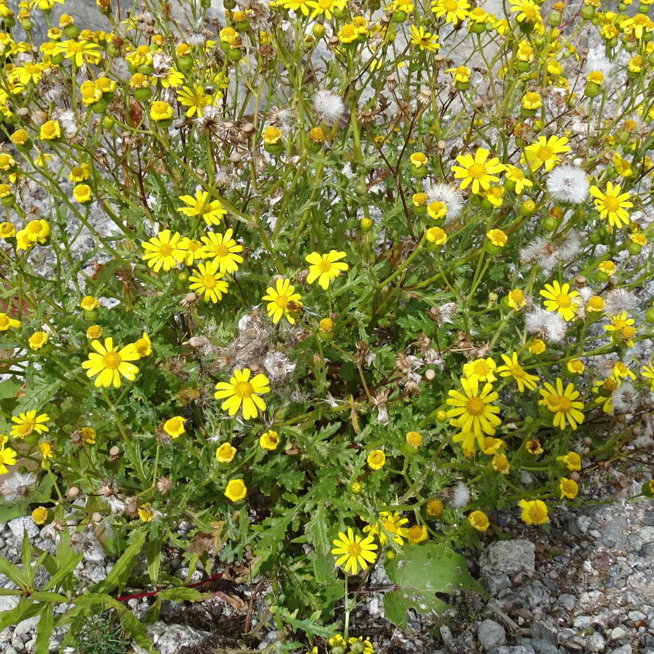 Senecio rupestris habit