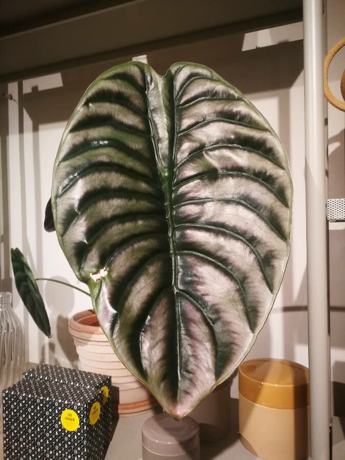 Alocasia cuprea