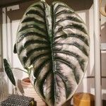 Alocasia cuprea