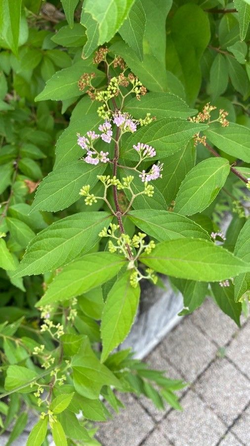 Callicarpa japonica flower