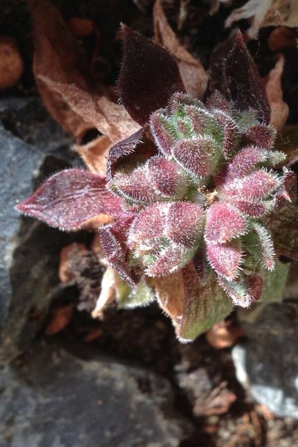 Sempervivum montanum flower