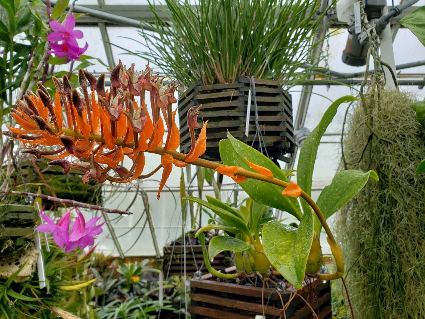 Dendrobium ornatum habit