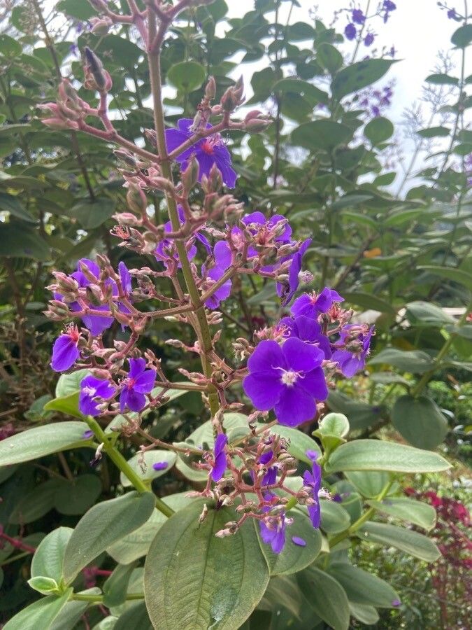 Tibouchina heteromalla flower
