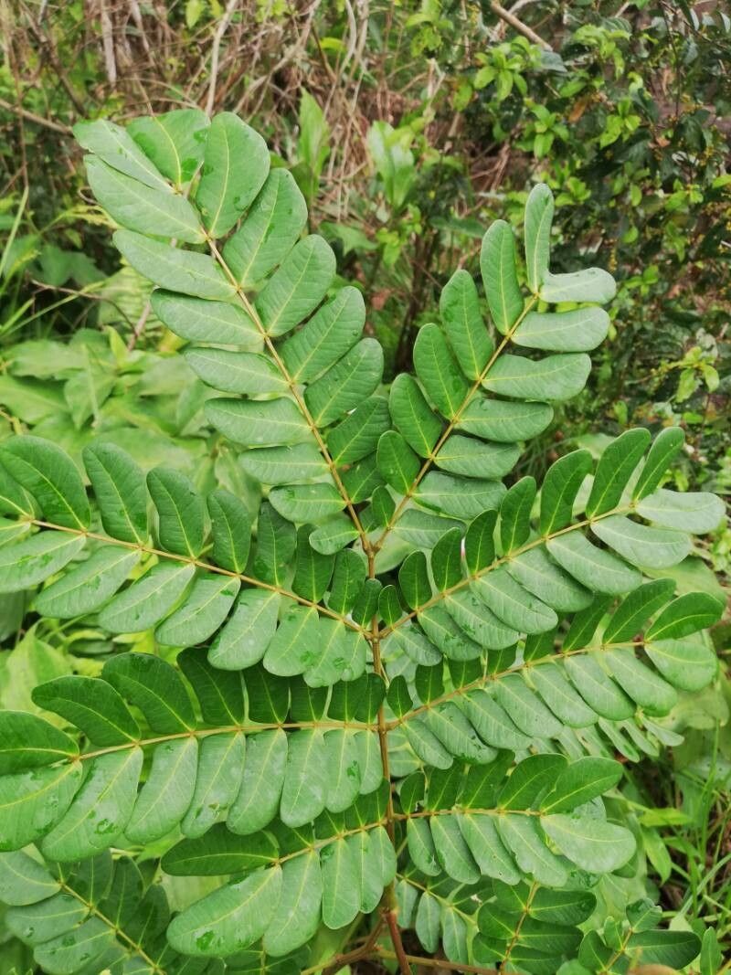 Albizia altissima leaf