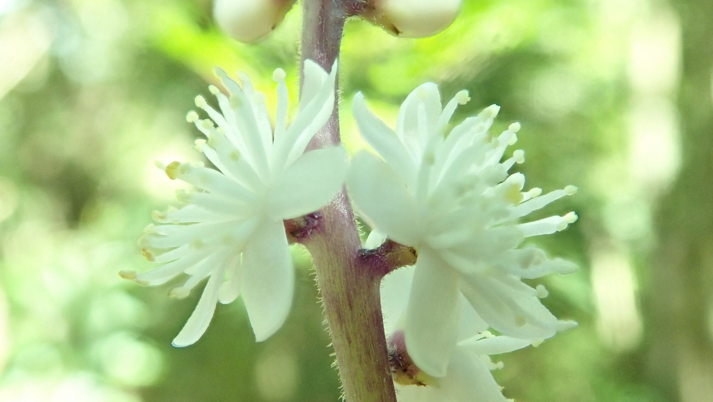 Symplocos caerulescens flower