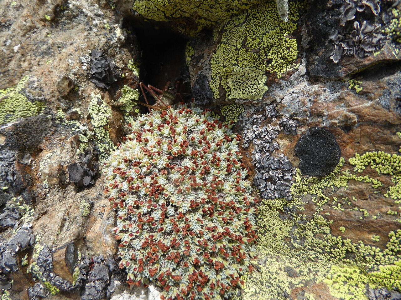 Androsace vandellii fruit