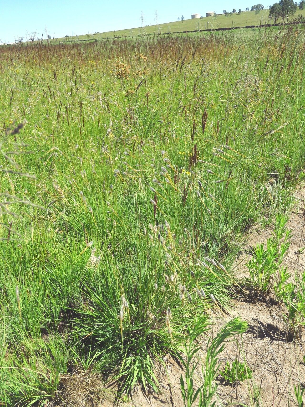 Tristachya leucothrix habit