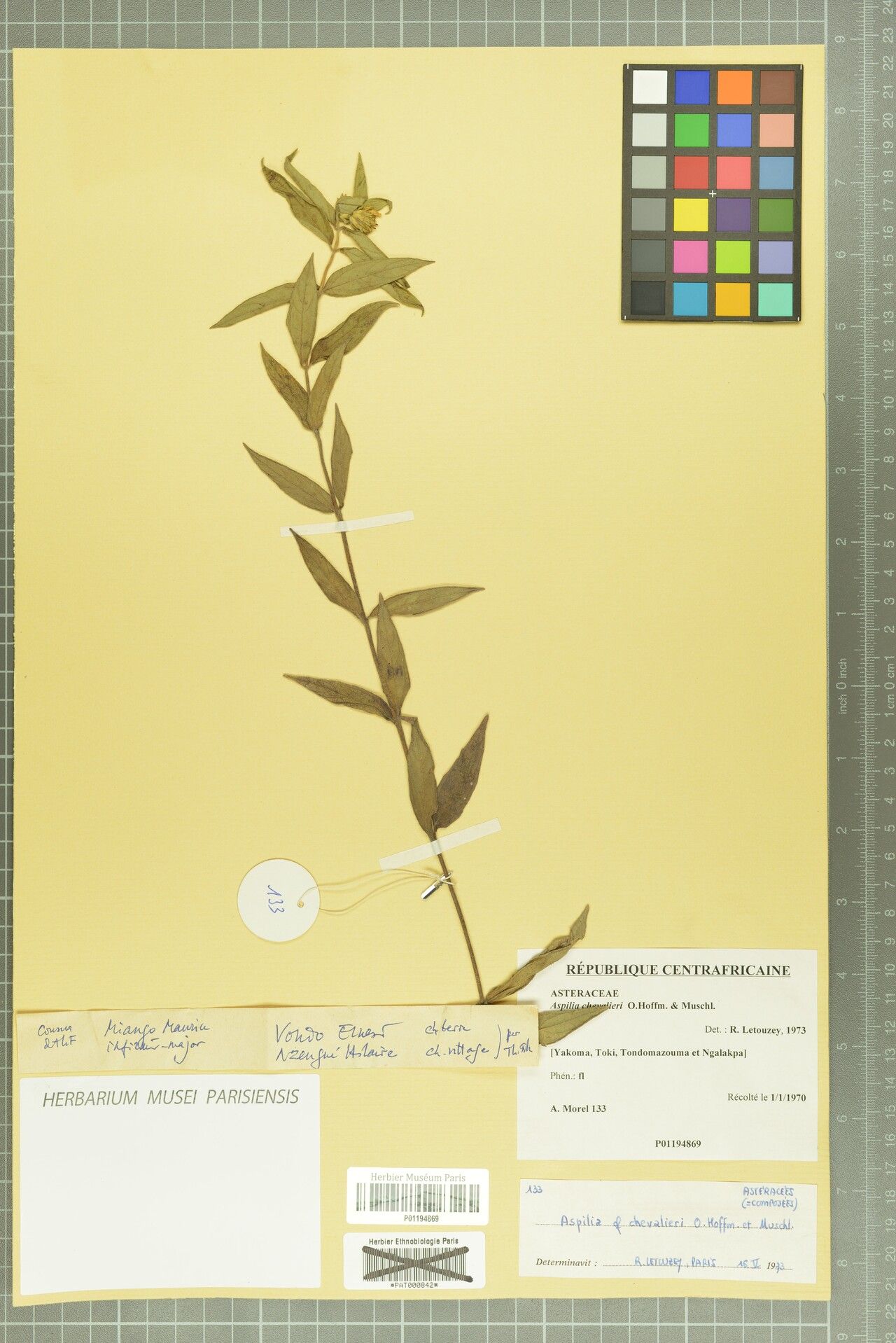 Aspilia chevalieri — related species from the same genus