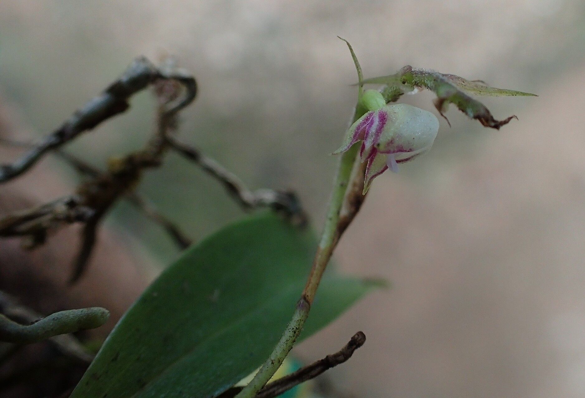 Polystachya moniquetiana flower