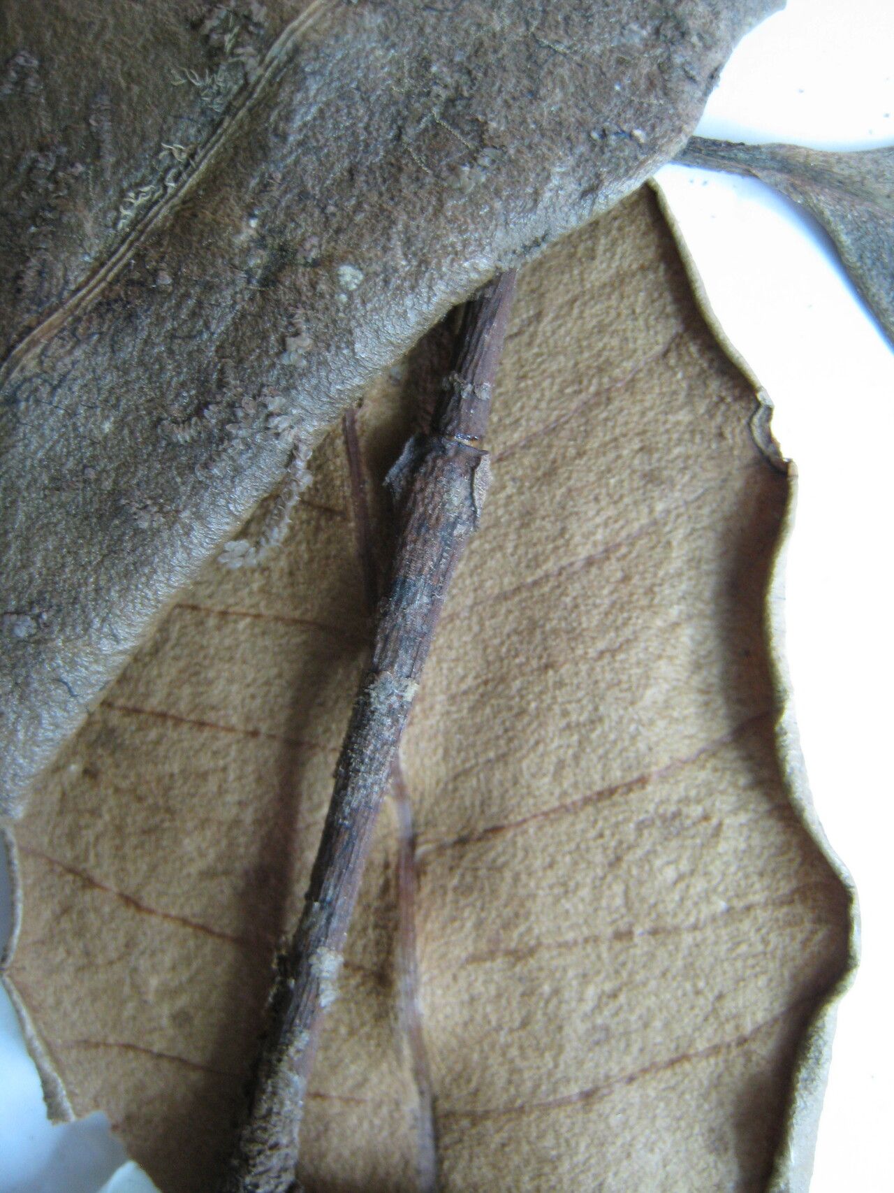 Salacia duckei other