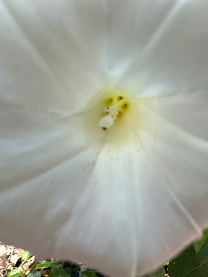 Operculina pinnatifida — related species from the same genus