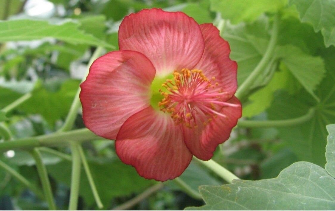 Abutilon menziesii flower