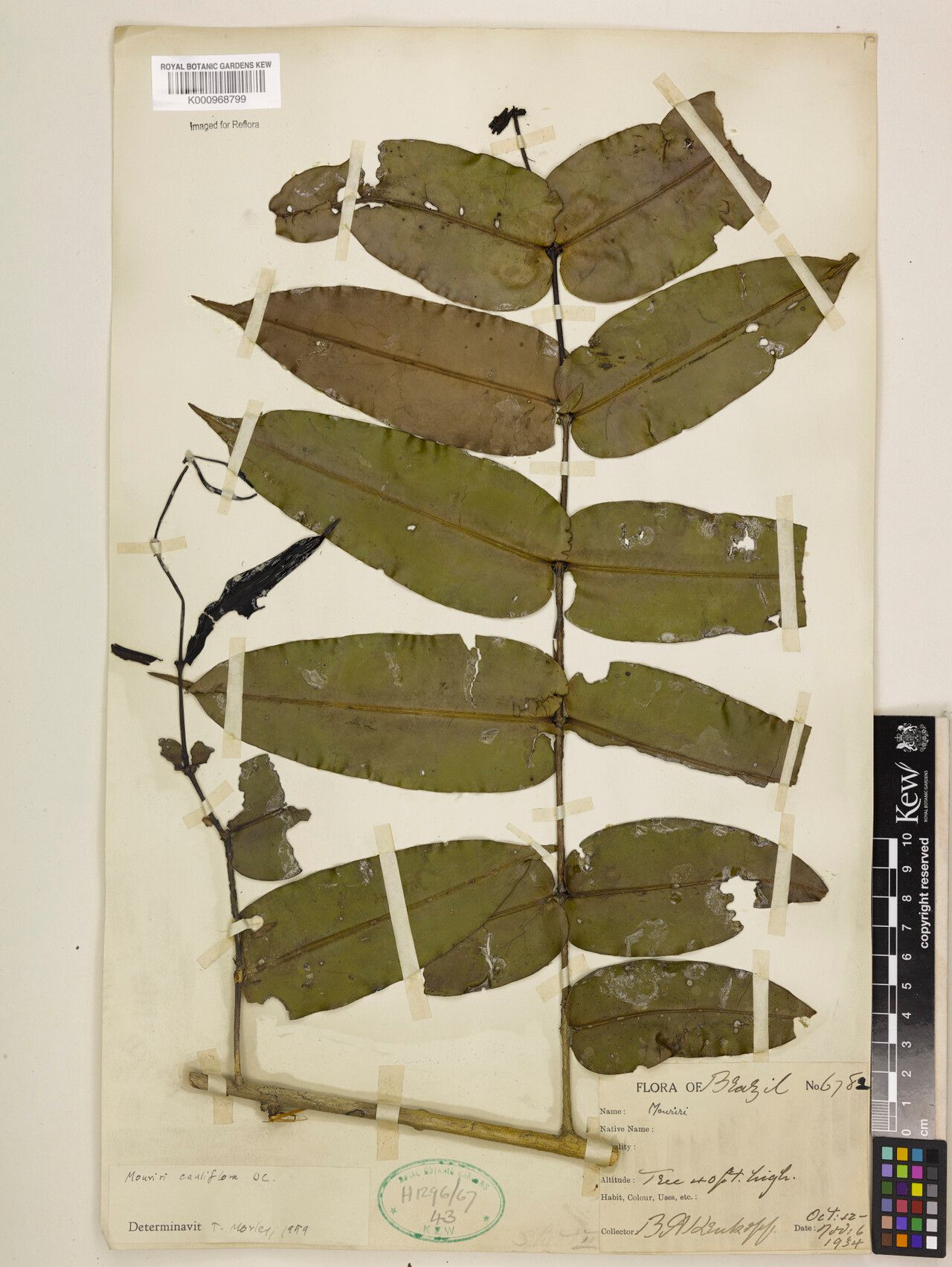 Mouriri cauliflora leaf