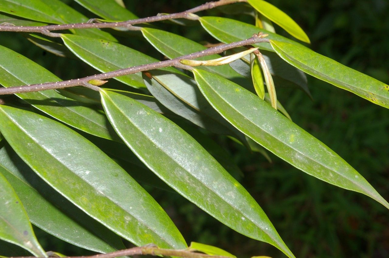 Xylopia sericea leaf