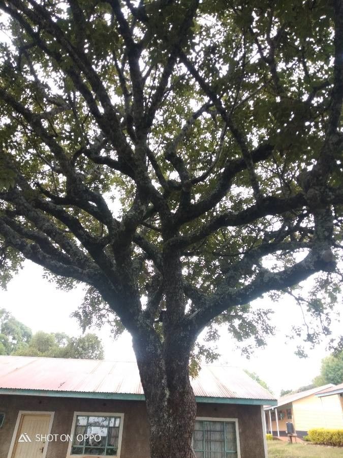 Lannea discolor other