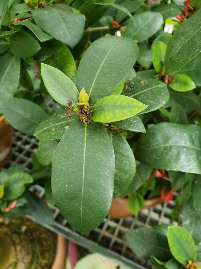 Ixora javanica — search result for 'Ixora'