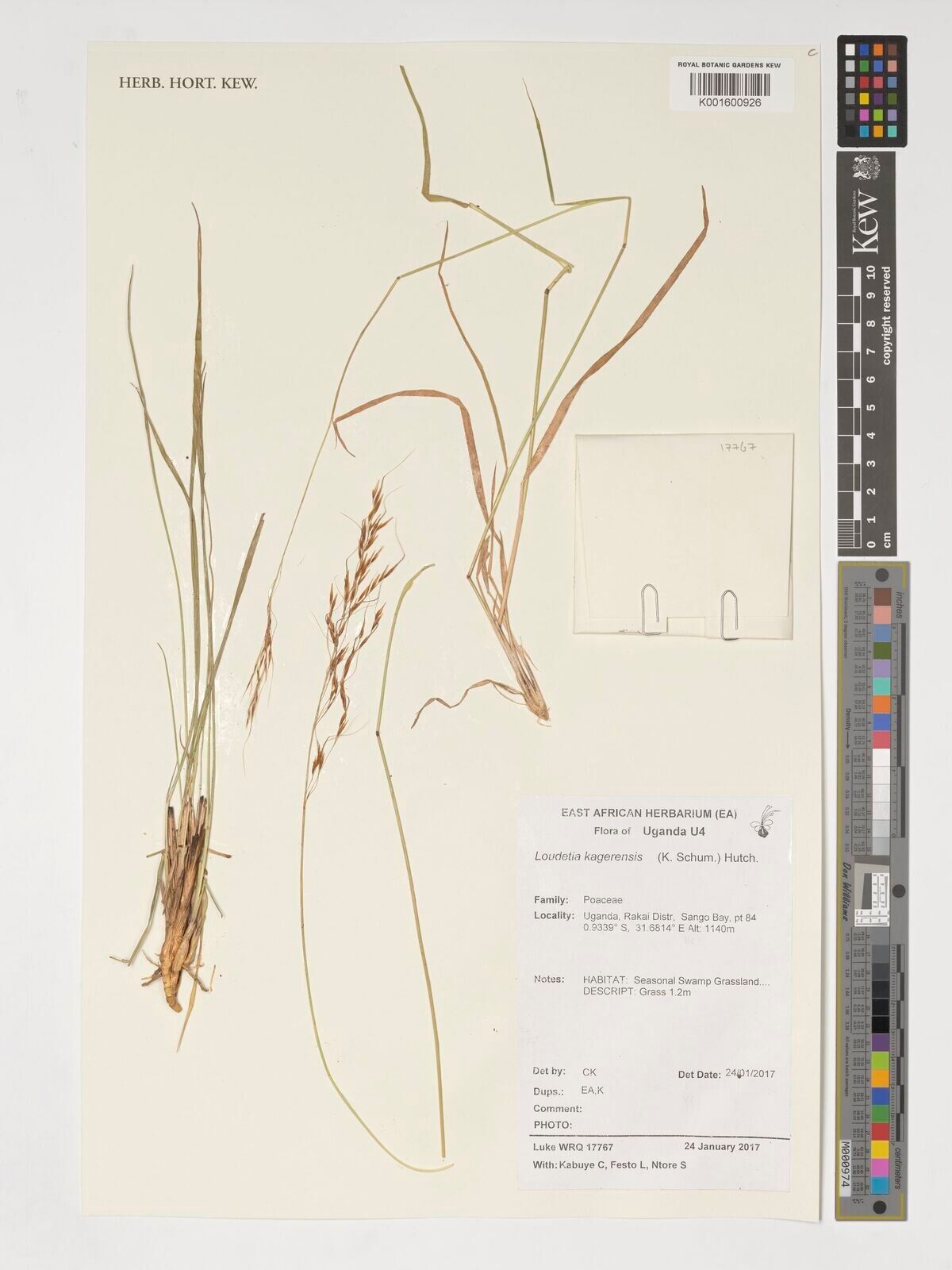 Loudetia kagerensis — houseplant care guide