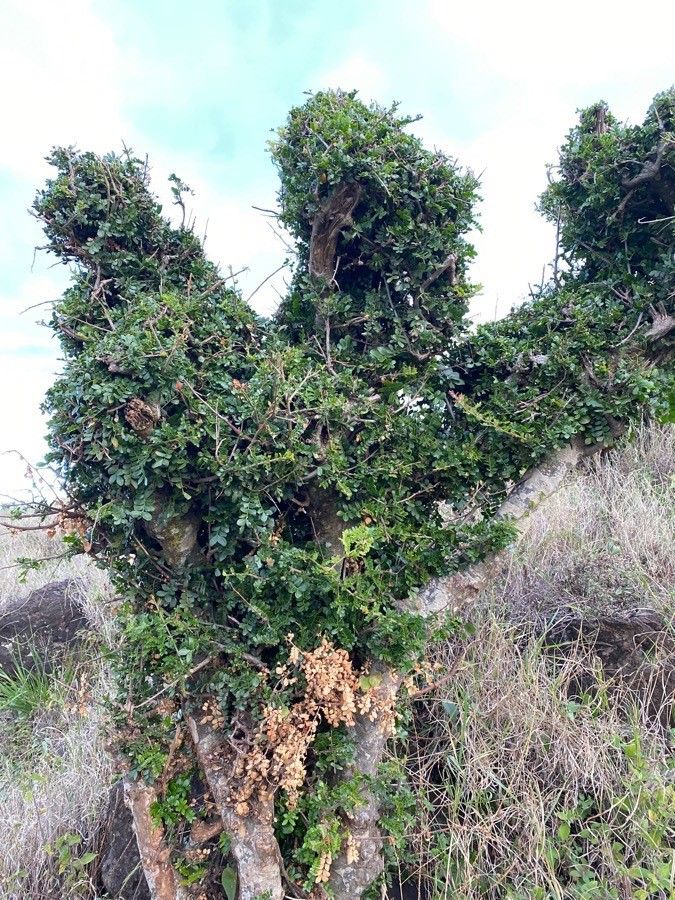 Haplocoelum foliolosum habit