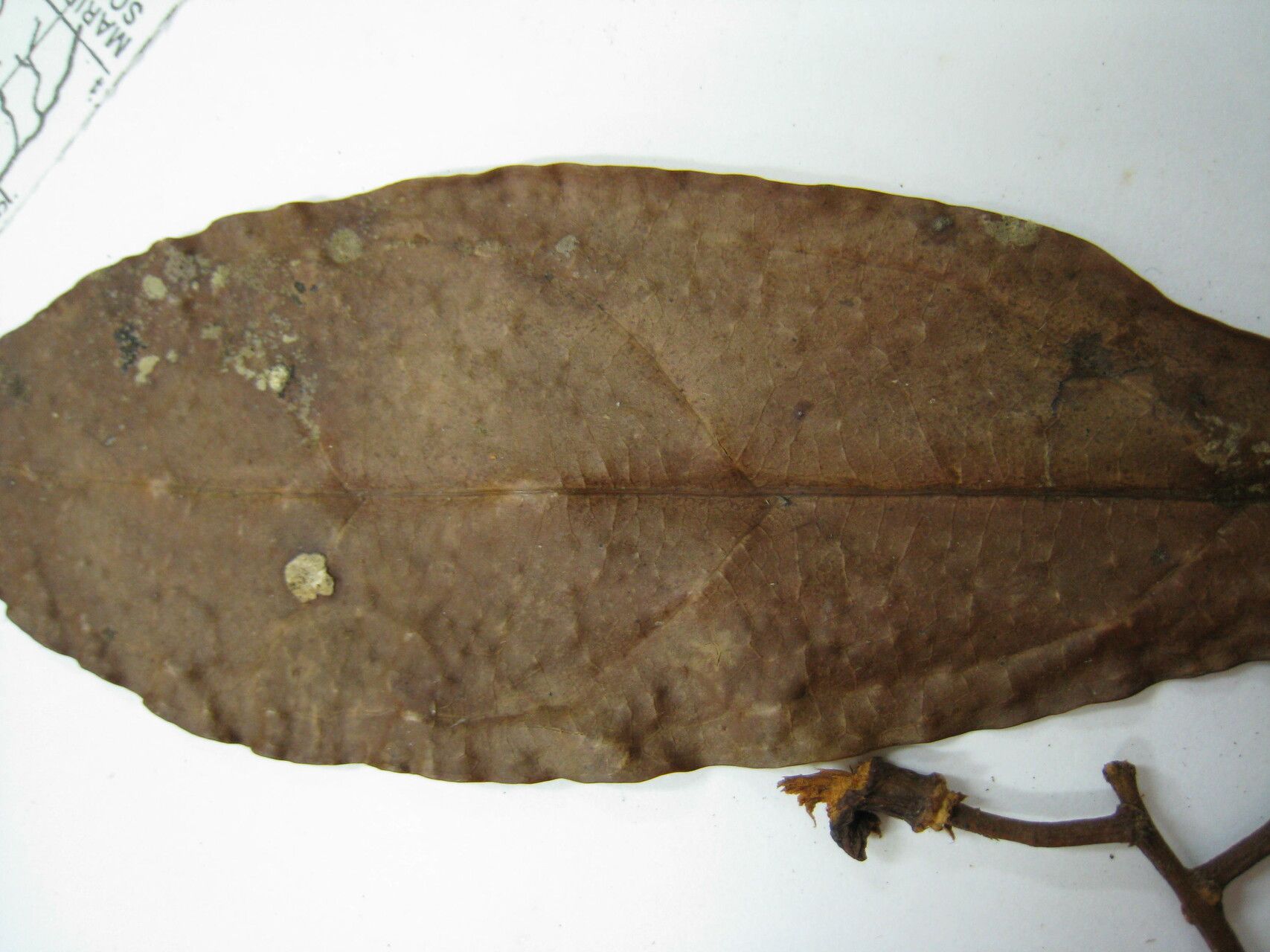 Matayba inelegans — houseplant care guide