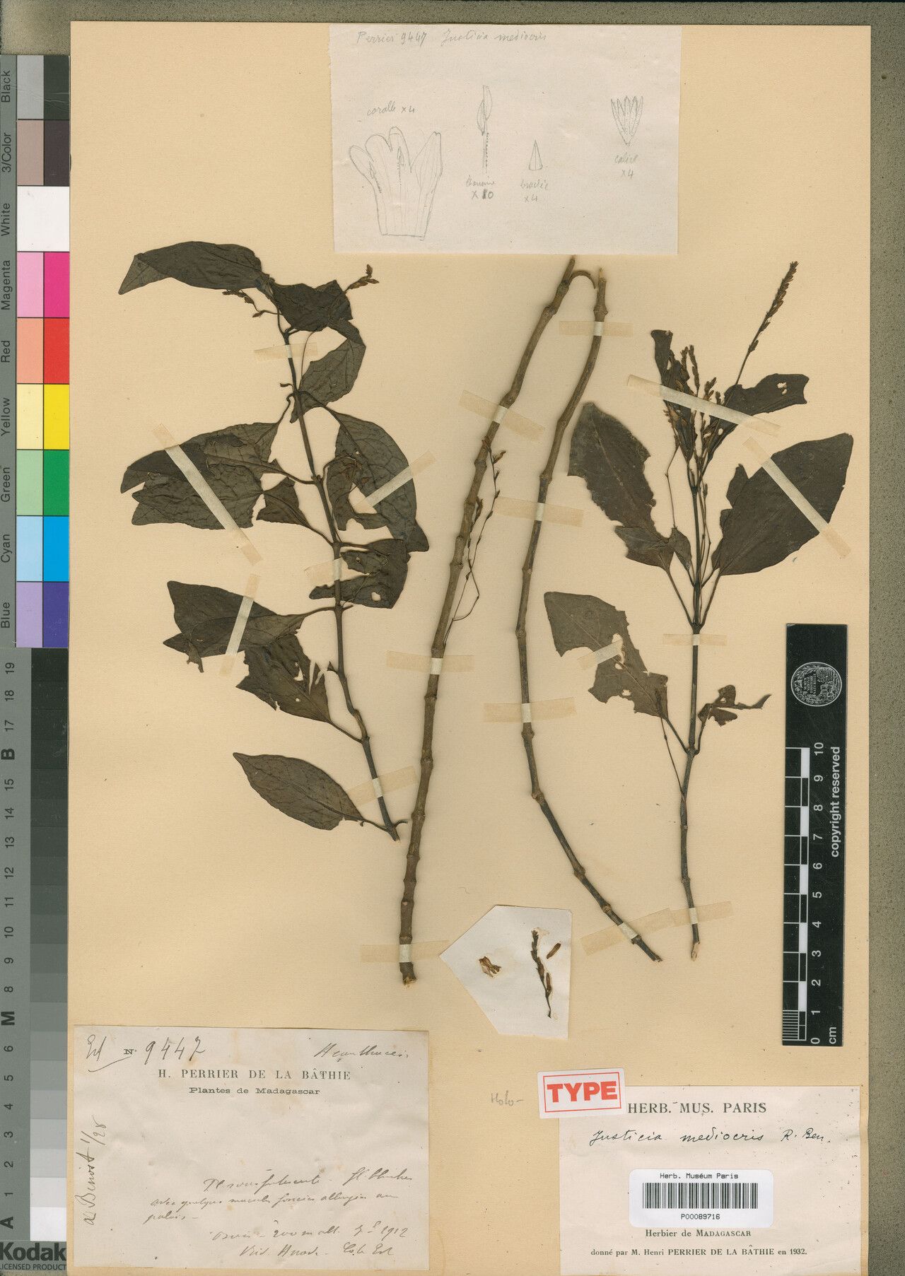 Justicia mediocris — houseplant care guide