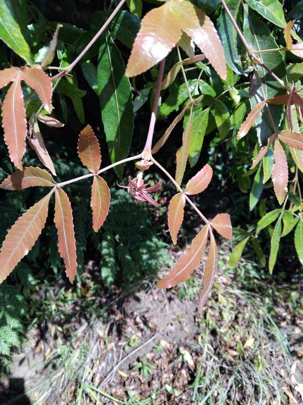 Pterophylla rutenbergii leaf