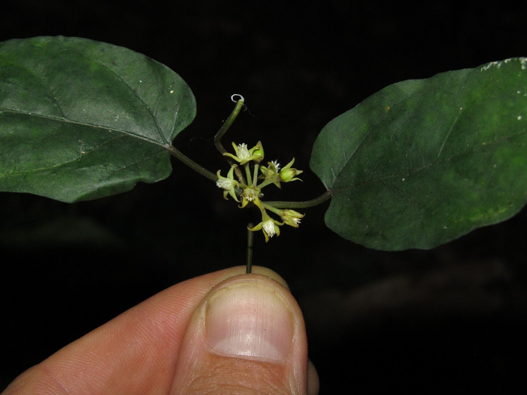 Cynanchum adalinae — search result for 'Cynanchum'