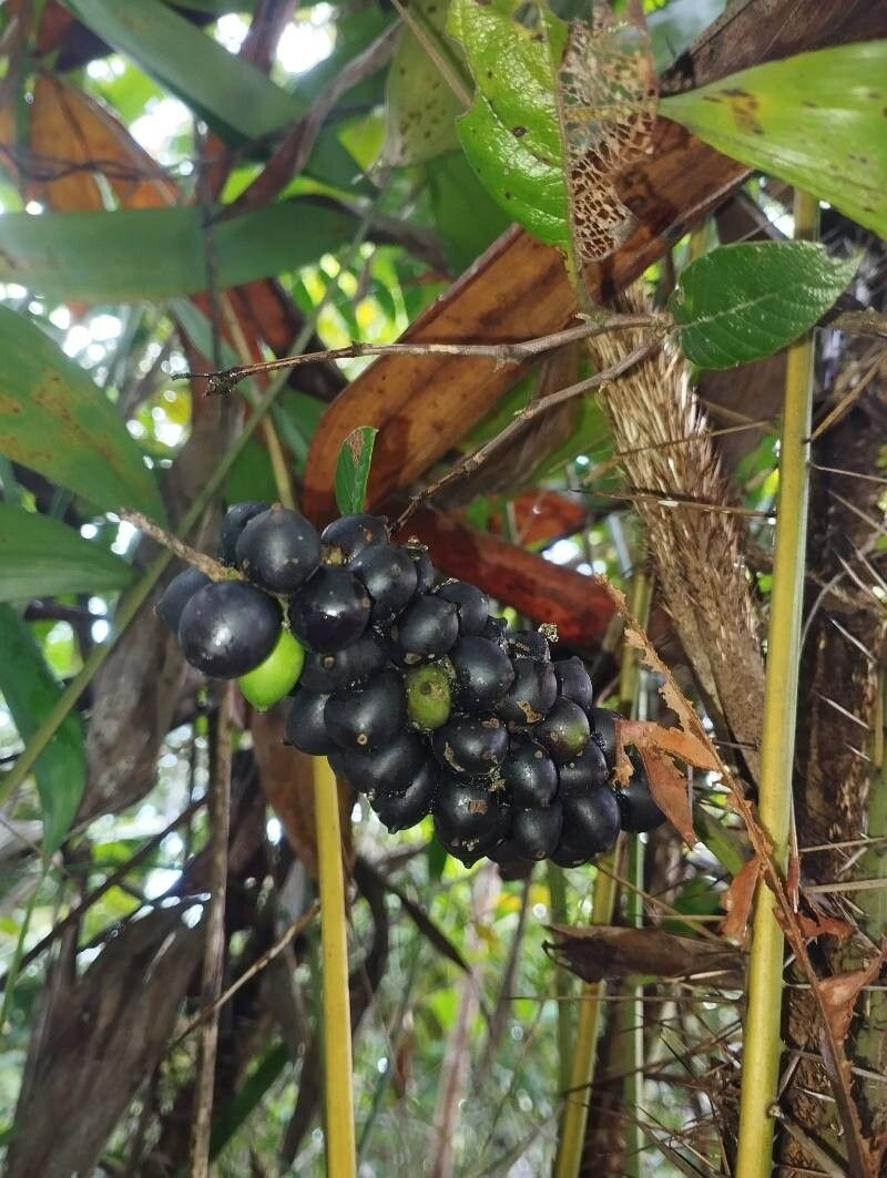 Bactris gastoniana fruit