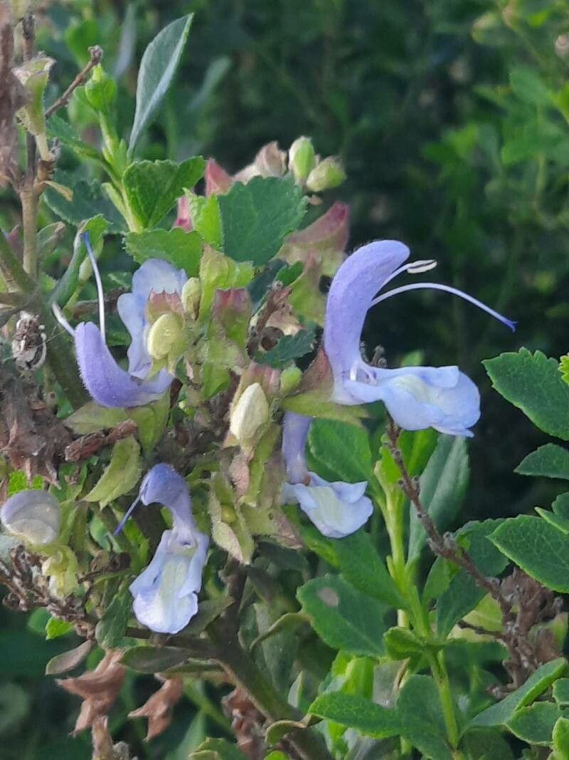 Salvia chamelaeagnea flower