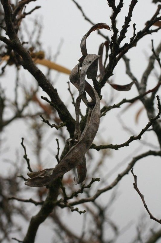 Acacia heterophylla fruit