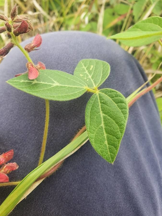 Rhynchosia usambarensis leaf