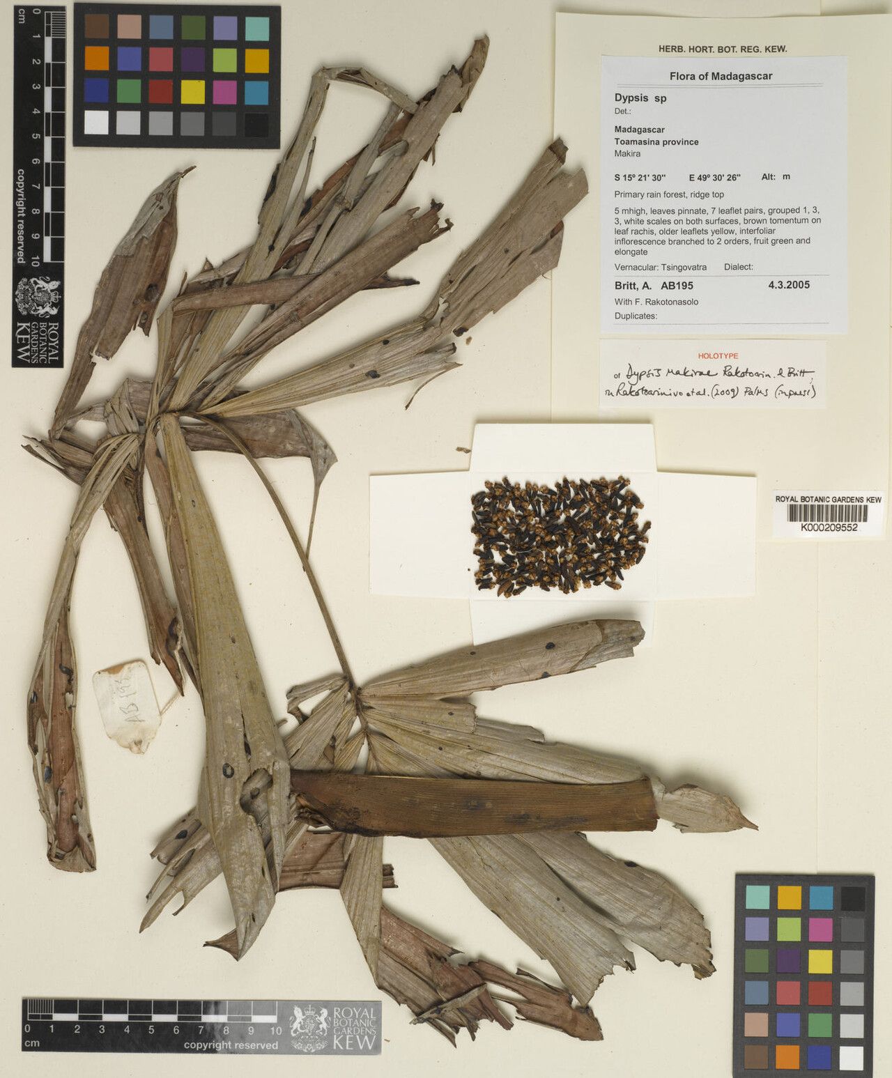 Dypsis makirae — search result for 'Dypsis'