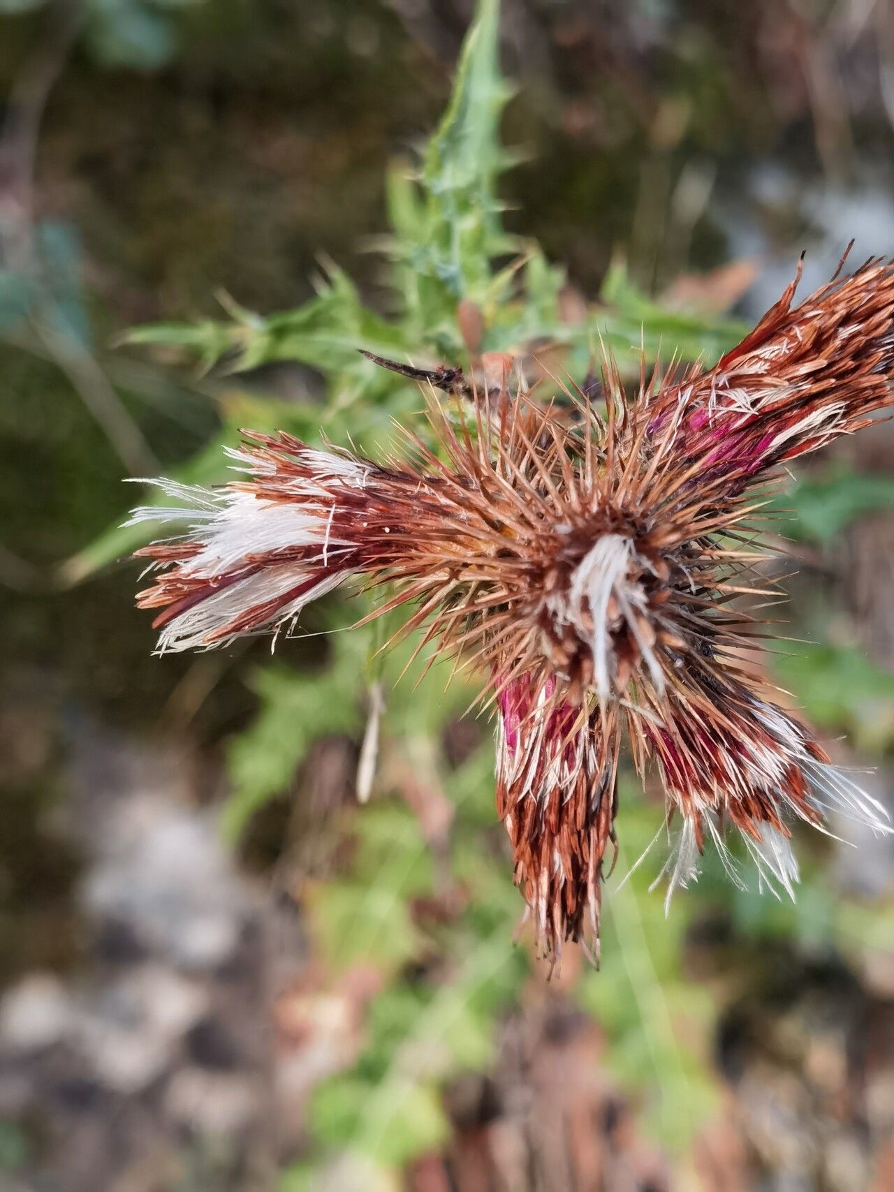 Ptilostemon strictus flower