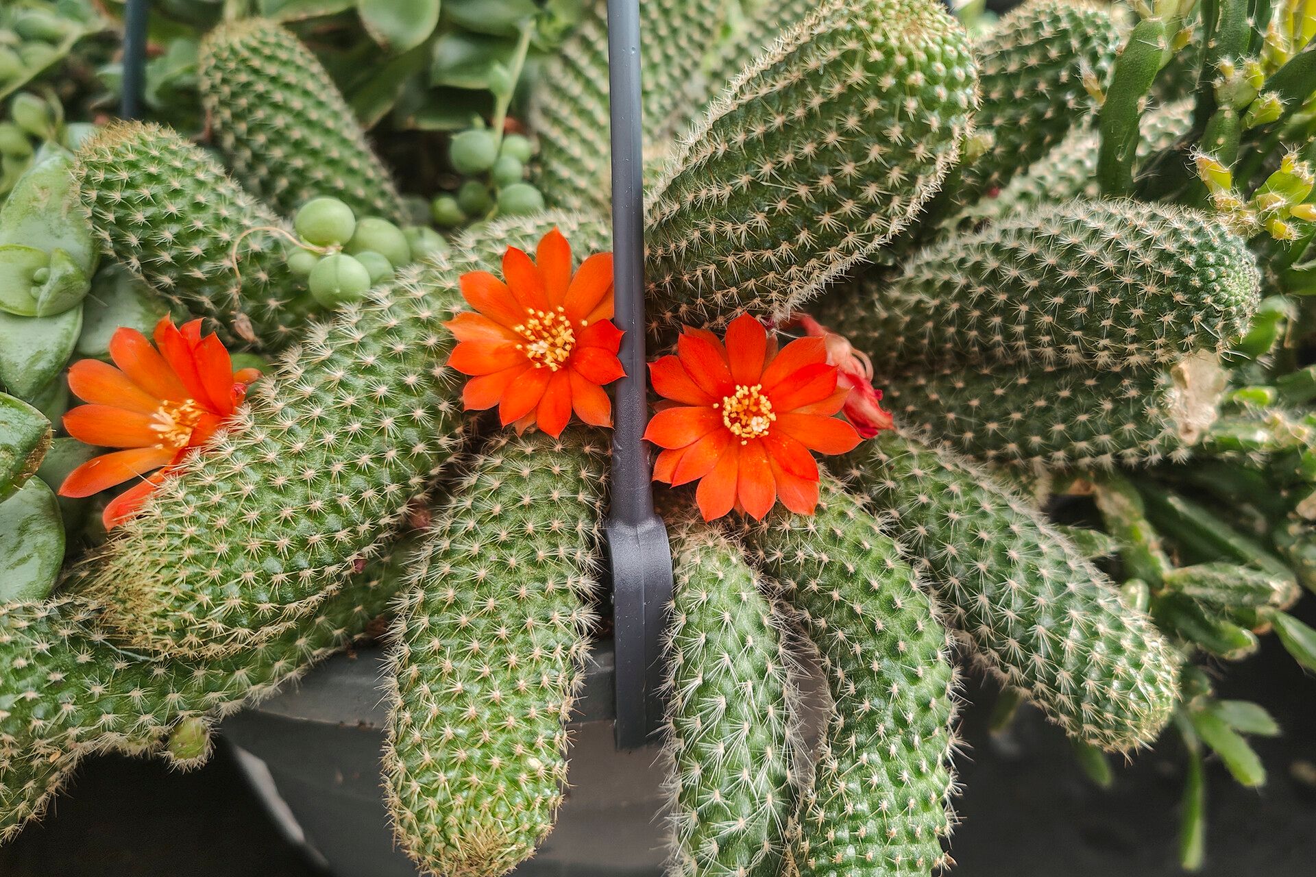 Rebutia fabrisii habit
