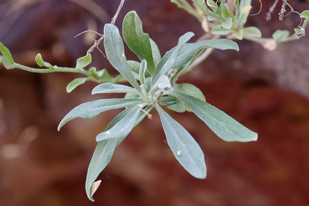 Hormathophylla halimifolia leaf