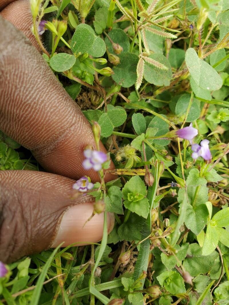 Craterostigma nummulariifolium — related species from the same genus