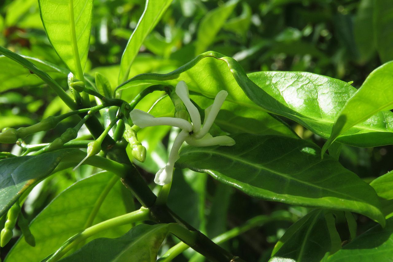 Tabernaemontana citrifolia flower