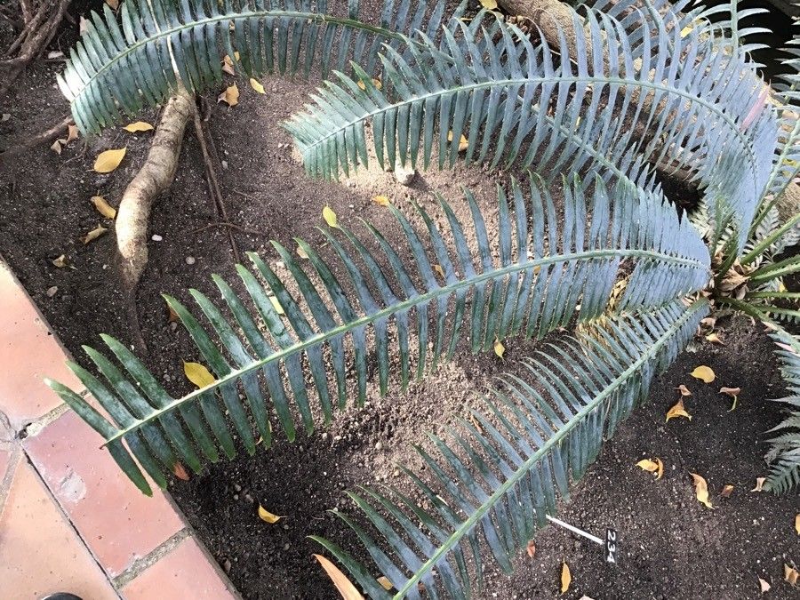 Dioon spinulosum leaf