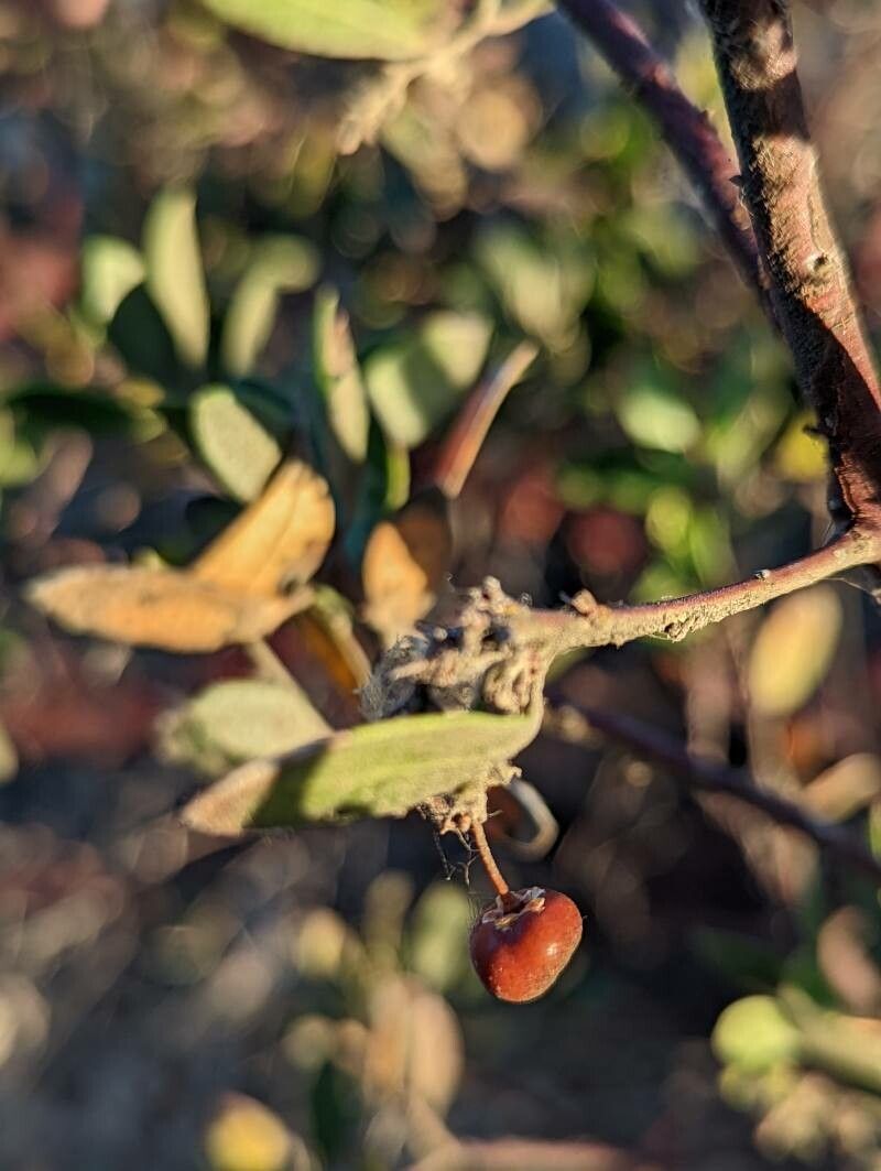 Arctostaphylos pungens fruit