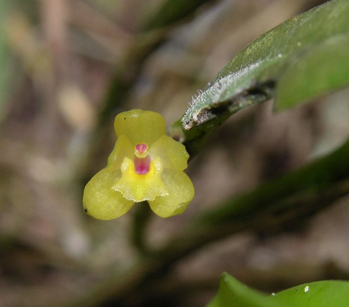 Octomeria costaricensis fruit