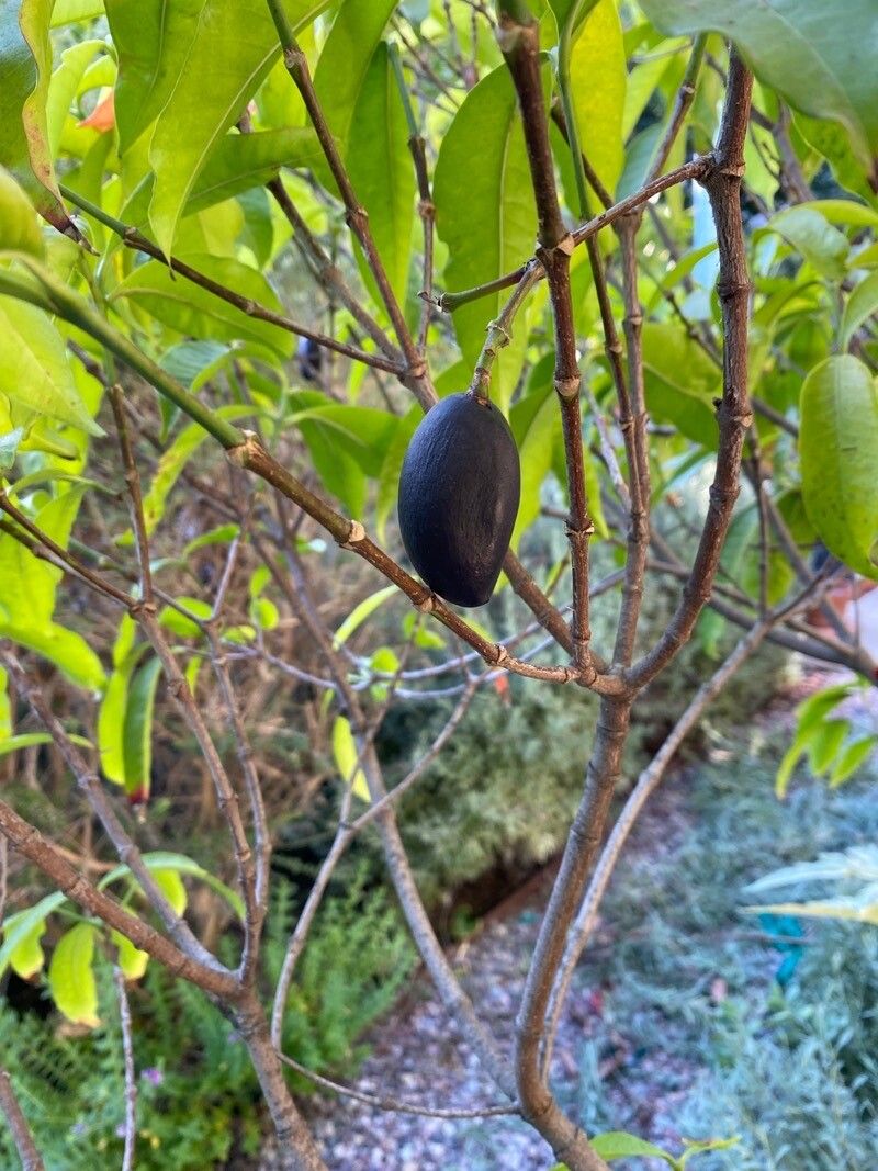 Kopsia singapurensis fruit