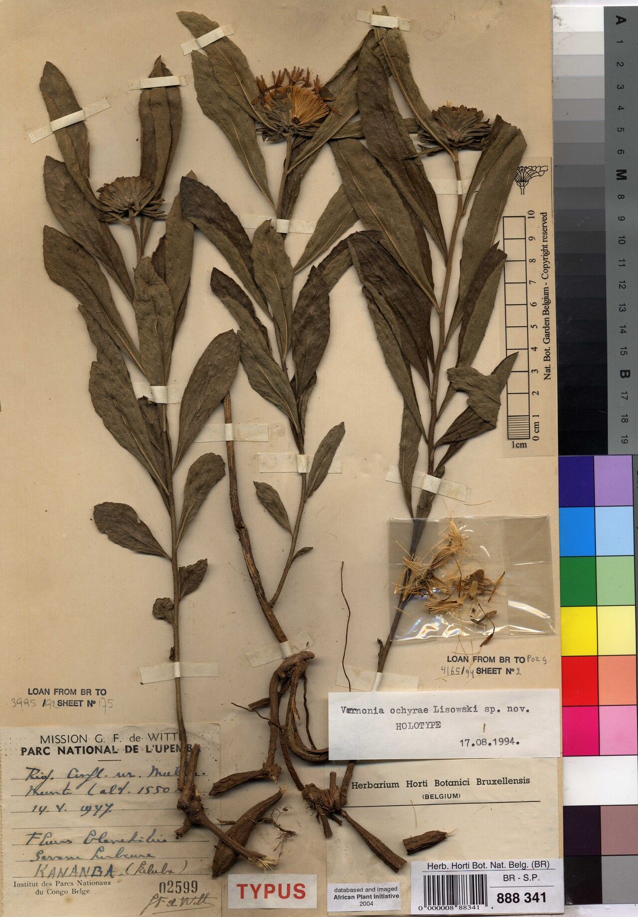 Vernonia ochyrae — houseplant care guide