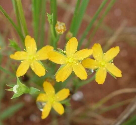 Hypericum lalandii — houseplant care guide