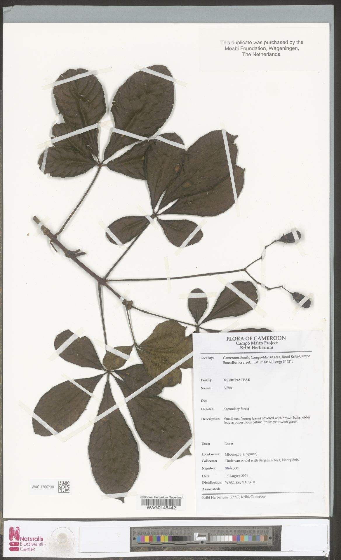 Vitex cuspidata — houseplant care guide