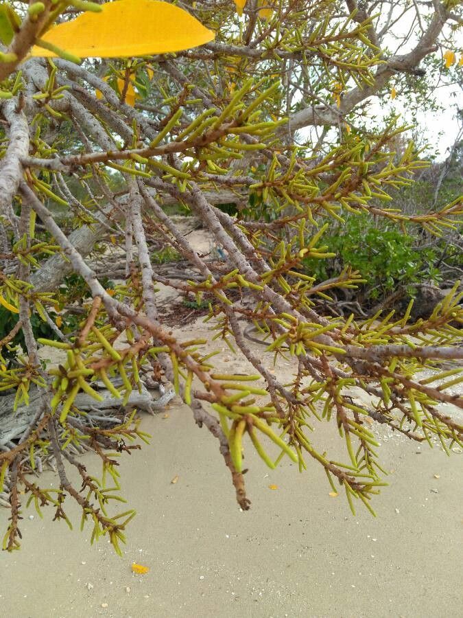 Excoecaria agallocha fruit