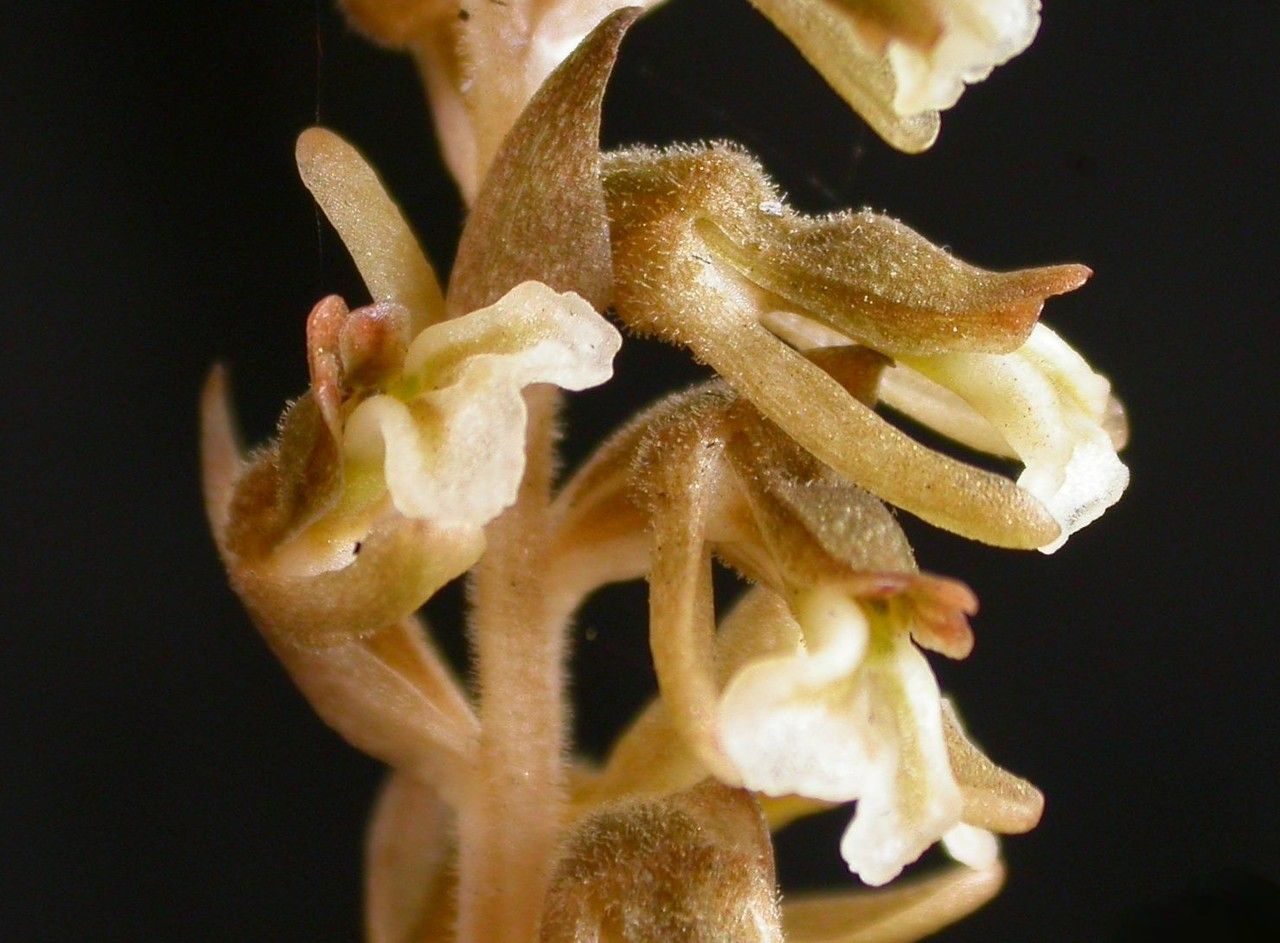 Cyclopogon elatus flower